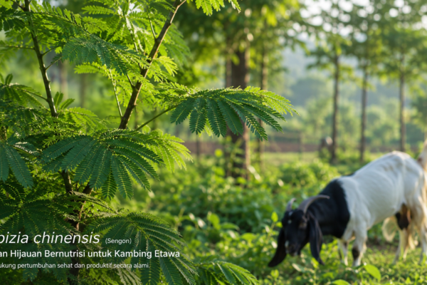 lush green Albizia chinensis (sengon)